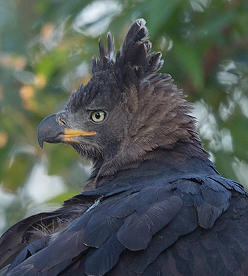 Crowned Eagle female
